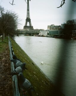 Paris sous doudounes, la Dame de fer en fond et quelques pigeons curieux.
