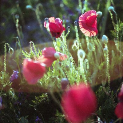 photographe-la-rochelle-2